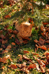 A red kitten on the grass in autumn.