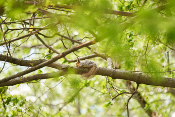 Tired squirrel lying down on the branch.