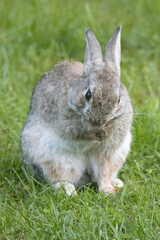 Rabbit on the grass.