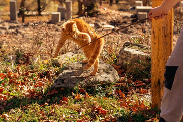 a red-haired kitten is playing on the grass