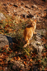 A red kitten on the grass in autumn.