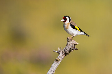 Carduelis carduelis or common goldfinch, Passerine of the finch family.