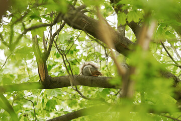 Tired squirrel sleeping down on the branch.