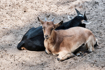 Hausziege ( Capra aegagrus hircus ).