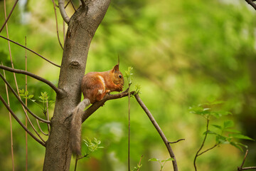 Red squirrel feeding in the park