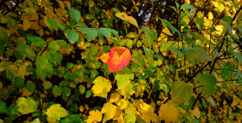 red leaf standing out of other colorful leaves in autumn.