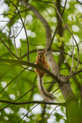 Red squirrel feeding in the park