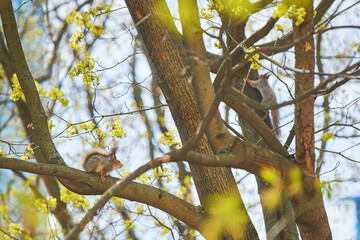 Two squirrels are hanging on a tree trunk