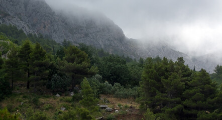 Panorama góry we mgle polana górska z drzewami