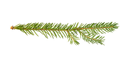 Branch of real spruce. Fir Christmas Tree. Green pine, small long twig of spruce with needles. Isolated on white background. Closeup top view.