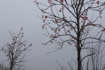 A heavy fog in the forest