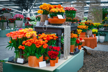 Fototapeta na wymiar Flowering tulips in the flowerpots on the stand, Keukenhof, Netherlands