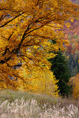 Baum im goldenen Herbst 