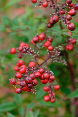 冬に赤くて丸い実をつけるナンテン。縁起物として庭木として植えられている