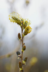 Salix. fluffy yellow flowers bloom on a willow branch. Yellow flowers of a willow on a branch in the spring forest. beautiful festive spring background. nature, bokeh, close-up, Macro photo