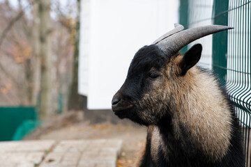 Fototapeta premium Black goat portrait close-up. Capra. black-gray goat, Domestic goat. dairy farm, animal husbandry. cute wild animal, male goat with big horns. looks to the side, side view