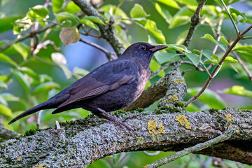 Amsel ( Turdus merula ) oder Schwarzdrossel.