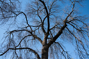 A tree without leaves pattern background is a deciduous tree in winter of Australia.