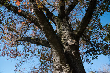 American sweetgum (Liquidambar styraciflua), also known as American storax, hazel pine, bilsted, redgum, satin-walnut, star-leaved gum, alligatorwood, or simply sweetgum, is a deciduous tree.