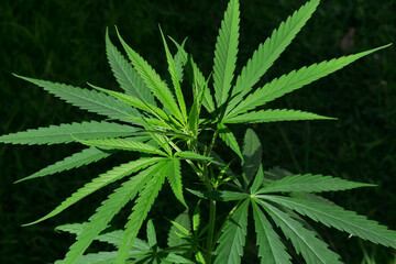 Naklejka na ściany i meble Fresh green cannabis leaves on tree or Marijuana plant.