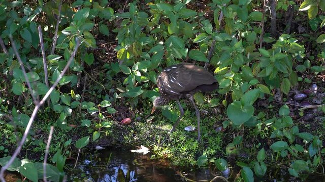Florida Limpkin Water Bird Eating Clams; brown and white tropical bird opens 2 clams and feeds