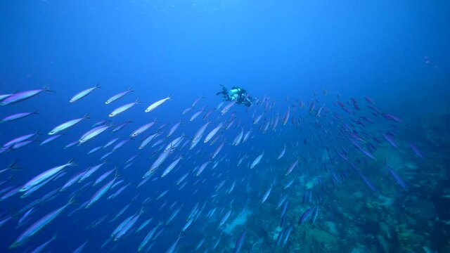Seascape with School of Boga Fish in the coral reef of the Caribbean Sea, Curacao