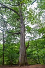 Oak forest at le Tronçais in France.