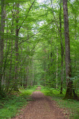 Fototapeta premium Oak forest at le Tronçais in France.