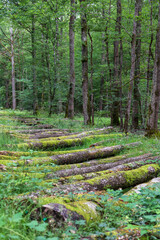 Logs in oak forest at le Tronçais in France.