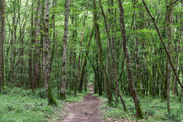 Naklejka premium Oak forest at le Tronçais in France.