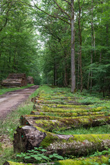 Logs in oak forest at le Tron&ccedil;ais in France.