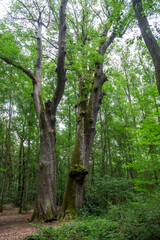 Fototapeta premium Oak forest at le Tronçais in France.