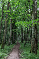 Oak forest at le Tronçais in France.