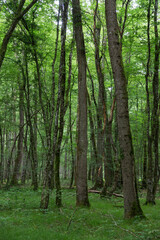 Fototapeta na wymiar Oak forest at le Tronçais in France.