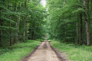 Oak forest at le Tron&ccedil;ais in France.