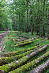 Logs in oak forest at le Tronçais in France.