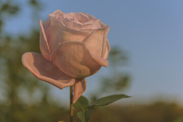 マクロ撮影した薔薇