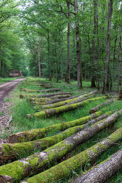 Logs in oak forest at le Tron&ccedil;ais in France.