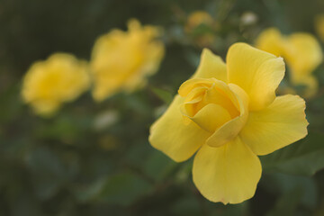 マクロ撮影した薔薇