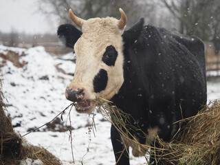 Cow eats hay in winter pasture