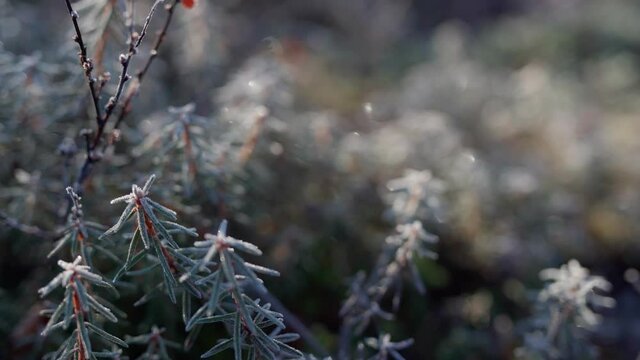 Beautiful nature of the tundra forest in September at the first frost