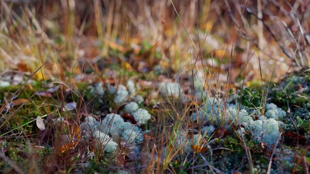 Beautiful nature of the tundra forest in September at the first frost