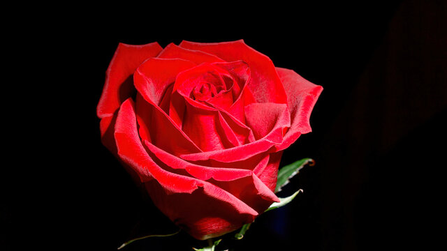 Photo of the bloom red rose on black