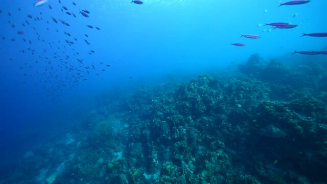 Seascape with School of Boga Fish in the coral reef of the Caribbean Sea, Curacao