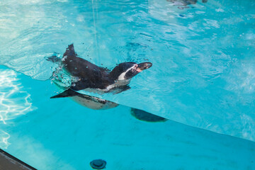 penguin swimming in a zoo