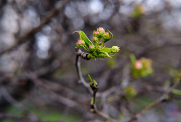 the beginning of spring the apple blossoms.