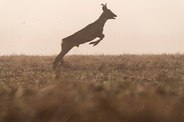 Naklejka premium Foggy morning with playful roe deers