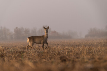 Foggy morning with playful roe deers