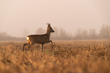 Foggy morning with playful roe deers