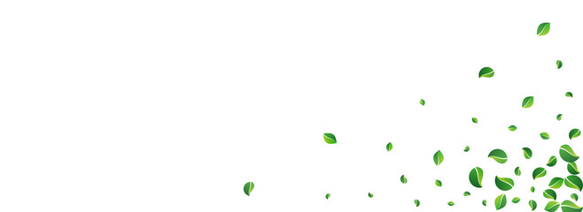 Mint Foliage Spring Vector Panoramic White